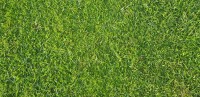 Produktbild von Kiepenkerl DSV RSM 4.1.2 Golfrasen Grün mit Nahaufnahme eines dicht gewachsenen grünen Rasens.